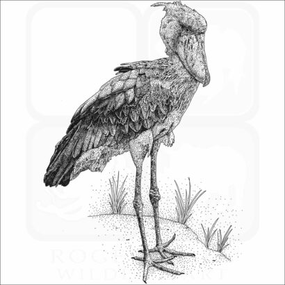 Shoebill