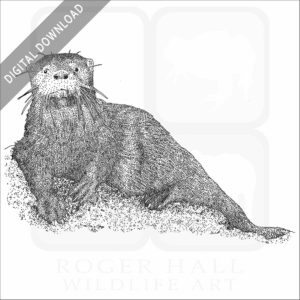 Southern River Otter