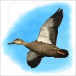 Pacific Black Duck illustration