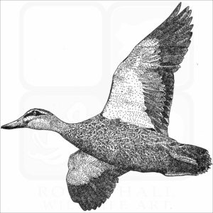 Pacific Black Duck