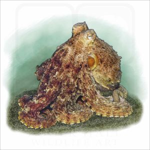 Pale Octopus illustration
