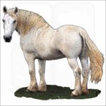 Percheron Horse illustration