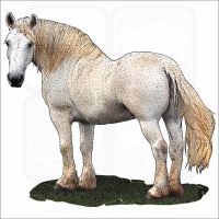 Percheron Horse illustration