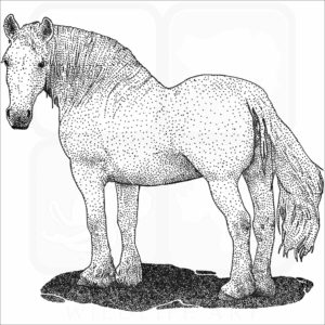 Percheron Horse