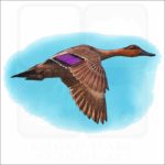 Philippine Duck illustration