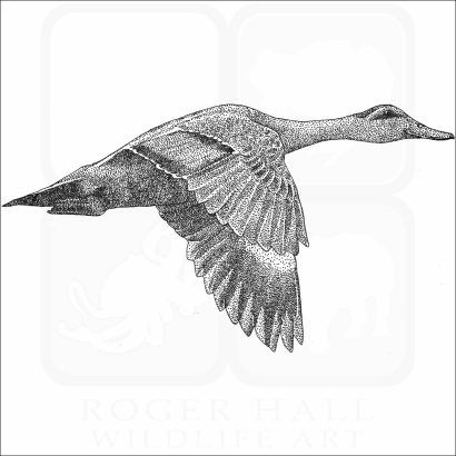 Philippine Duck