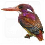 Philippine Dwarf Kingfisher illustration