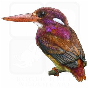 Philippine Dwarf Kingfisher illustration