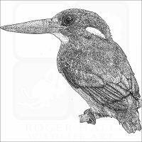 Philippine Dwarf Kingfisher-BW