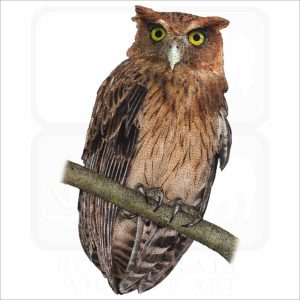 Philippine Eagle Owl illustration