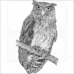 Philippine Eagle Owl