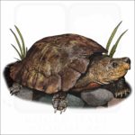 Philippine Forest Turtle illustration
