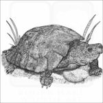 Philippine Forest Turtle