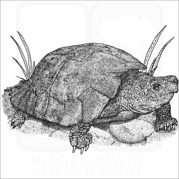 Philippine Forest Turtle