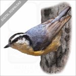 Red-Breasted Nuthatch stock image