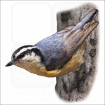 Red-Breasted Nuthatch illustration