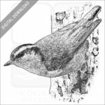 Red-Breasted Nuthatch