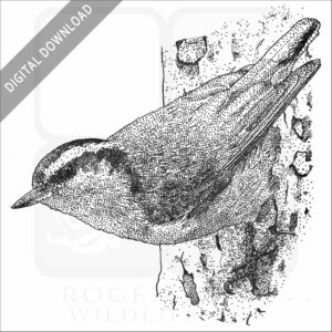 Red-Breasted Nuthatch