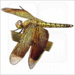 Red Percher Dragonfly illustration