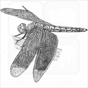 Red Percher Dragonfly