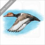 Red-crested Pochard stock image