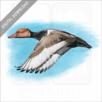 Red-crested Pochard stock image