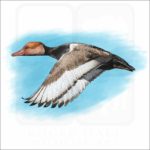 Red-Crested Pochard illustration