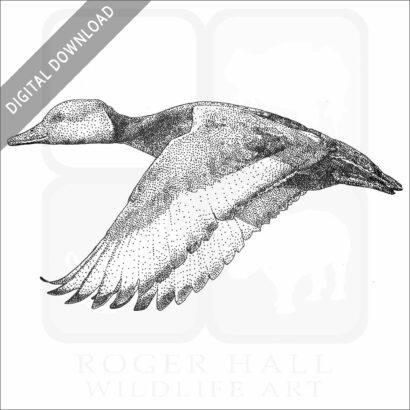 Red-crested Pochard
