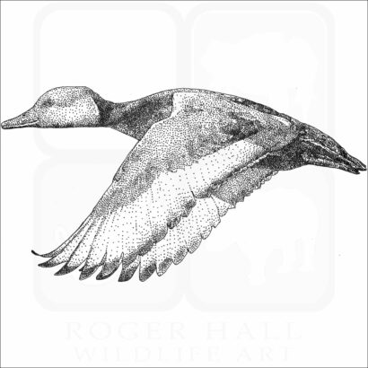 Red-Crested Pochard
