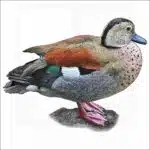 Ringed Teal illustration
