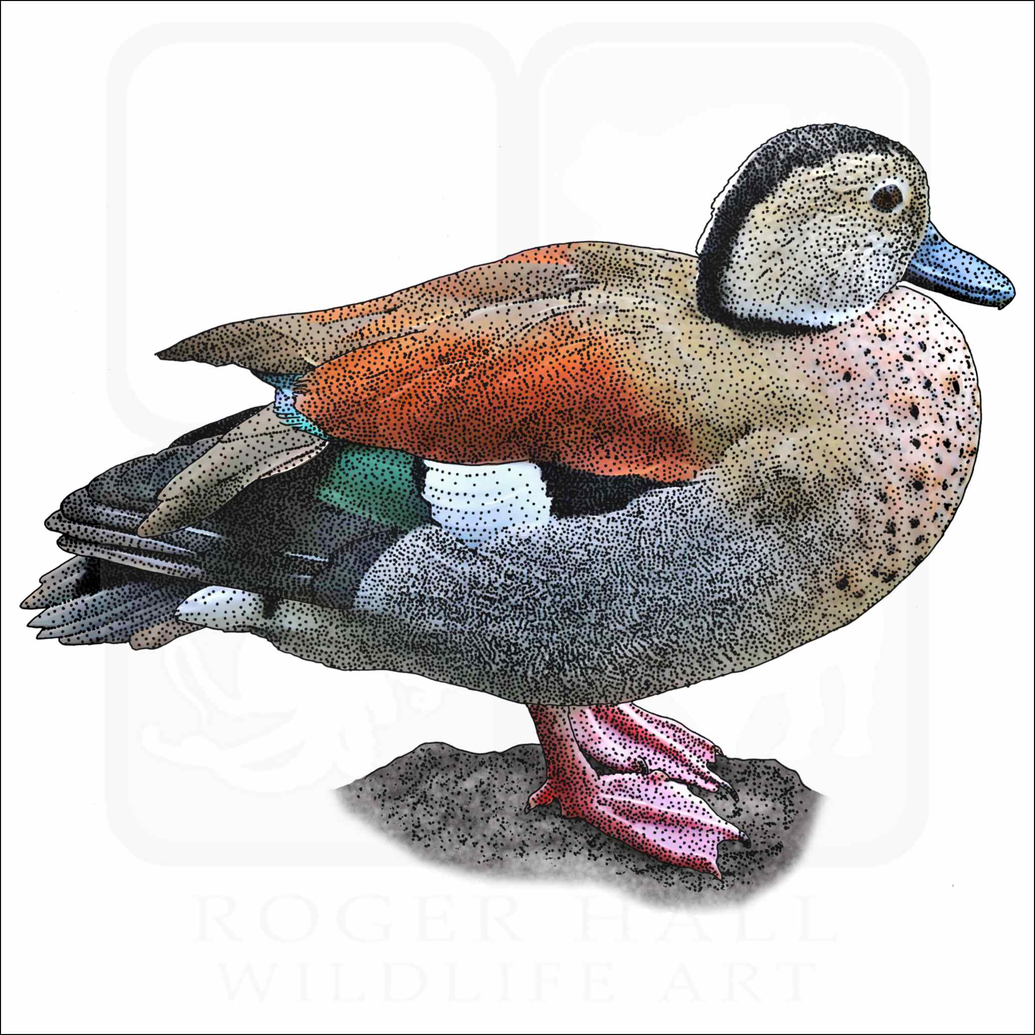 Ringed Teal Ringed Teal illustration