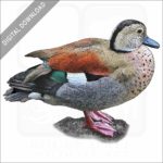 Ringed Teal stock image