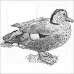 Ringed Teal