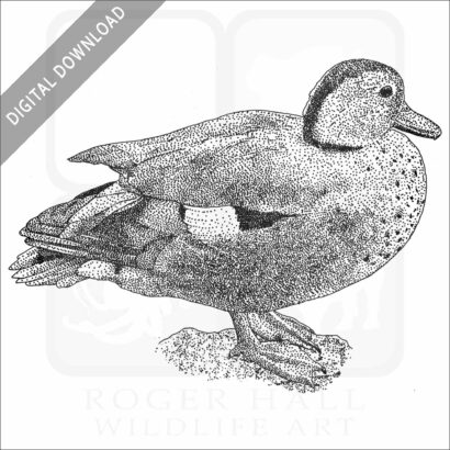 Ringed Teal