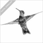 Rivoli's Hummingbird