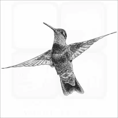 Rivoli's Hummingbird