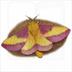 Rosy Maple Moth illustration