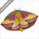 Rosy Maple Moth stock image