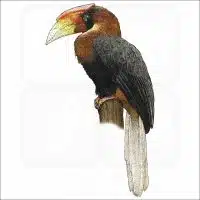 Rufous Hornbill illustration