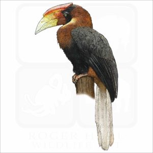Rufous Hornbill illustration