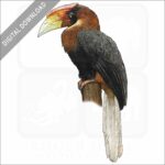 Rufous Hornbill stock image
