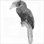Rufous Hornbill