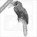 Rufous Hornbill