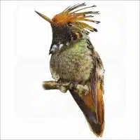 Rufous-Crested Coquette Hummingbird illustration