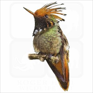 Rufous-Crested Coquette Hummingbird illustration