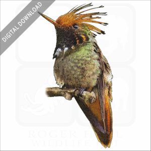 Rufous-crested Coquette Hummingbird stock image