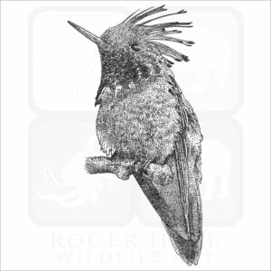 Rufous-crested Coquette Hummingbird