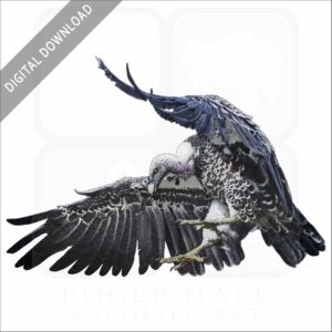 Rüppell's Vulture stock image