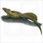 Philippine Sailfin Lizard illustration