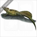 Philippine Sailfin Lizard stock image
